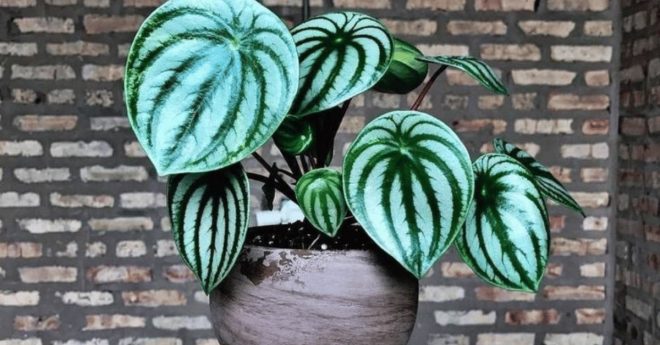 Watermelon Peperomia 11zon