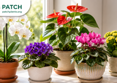 23 Blooming Indoor Plants to Brighten Your Home All Year