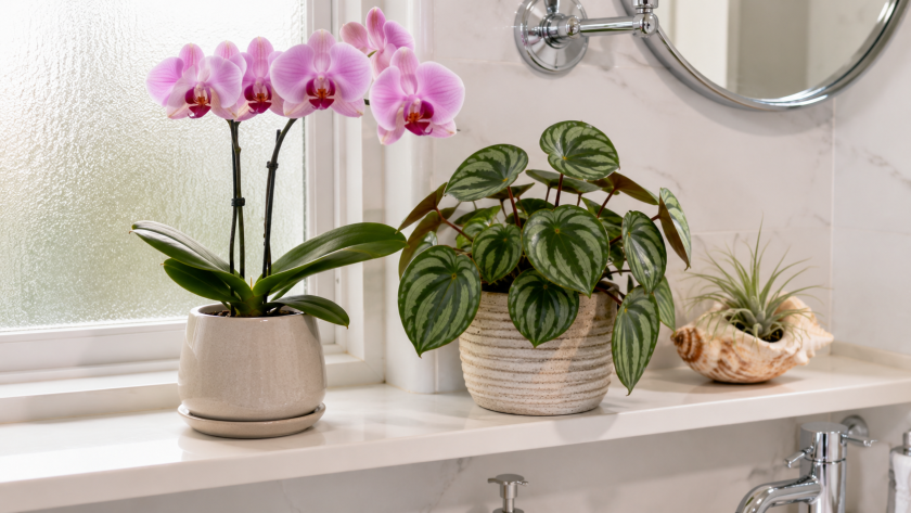 Fresh and serene bathroom corner