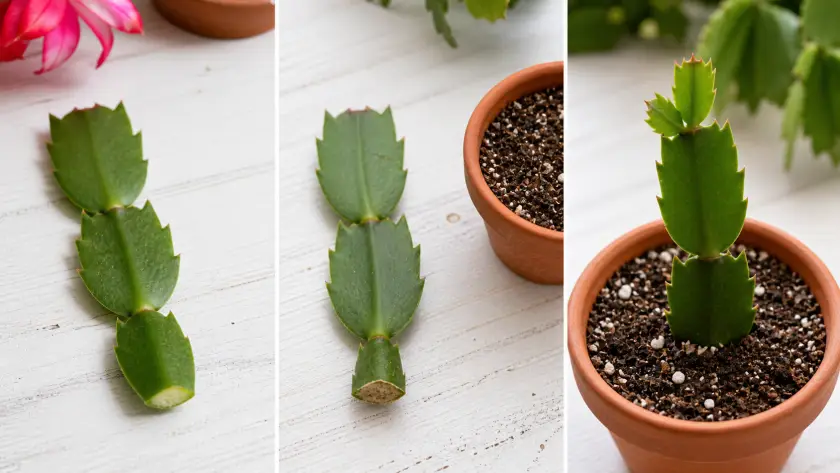Propagating Christmas Cactus