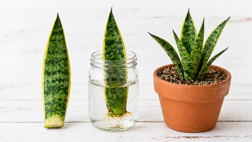 Snake Plant Care Guide: Complete Sansevieria Tips for a Thriving Indoor Plant 4 Snake Plant Propagation