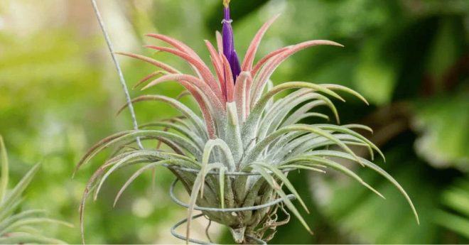 Air Plants Tillandsia 11zon