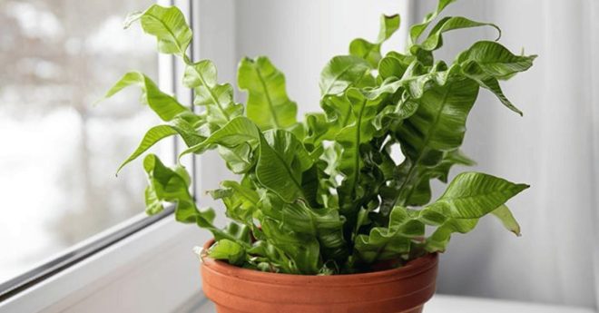 Birds Nest Fern