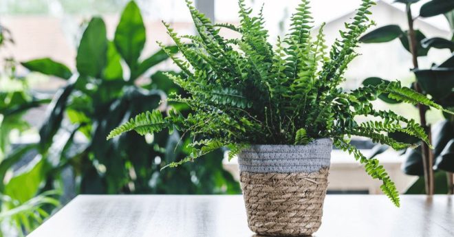 Boston Fern 