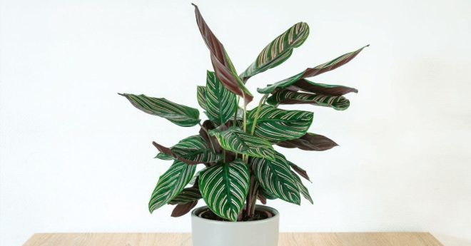 Calathea Prayer Plant 11zon