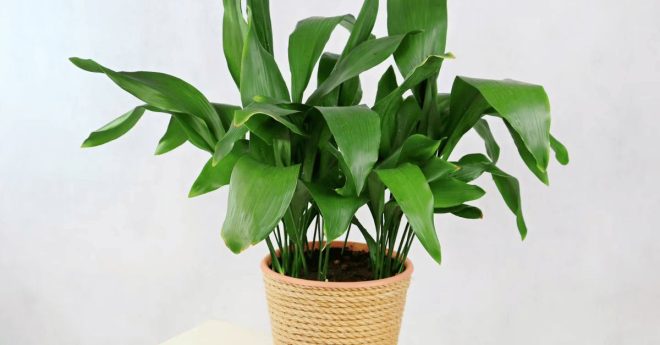 Cast Iron Plant 11zon