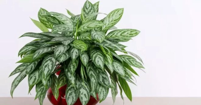 Chinese Evergreen Aglaonema 11zon