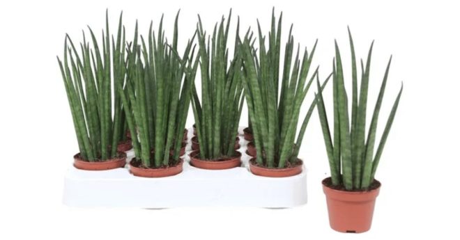 Fernwood Mikado Snake Plant Variety 11zon