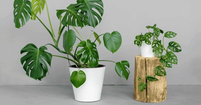Monstera Deliciosa 