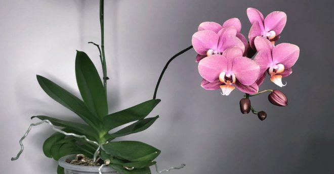 Orchid Phalaenopsis 11zon