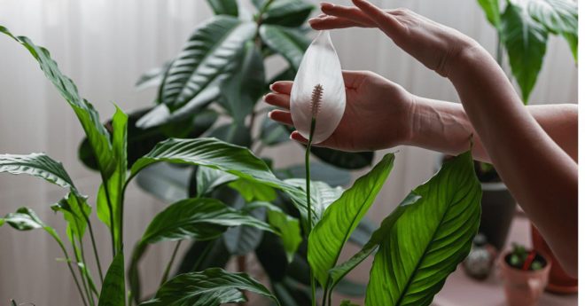 Peace Lily 