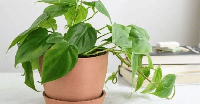 Philodendron Heartleaf 11zon