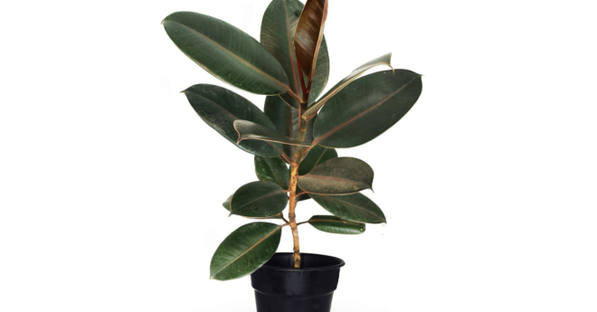 Rubber Plant Ficus Elastica