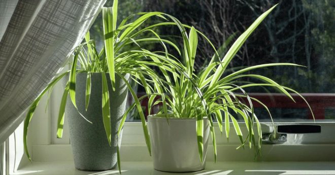 Spider Plant 