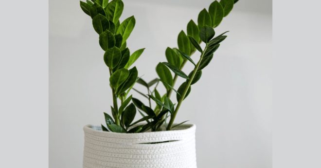 Zz Plant 