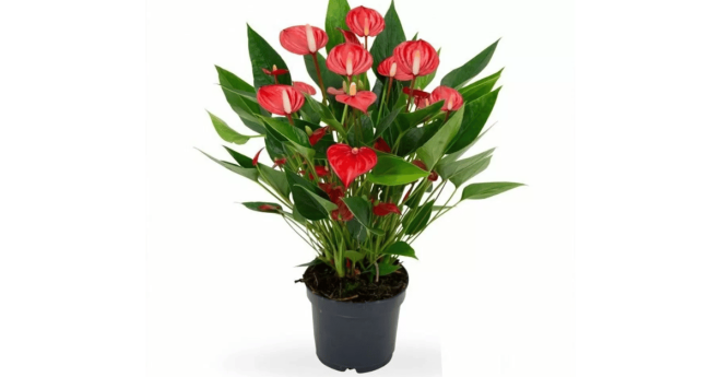 Anthurium