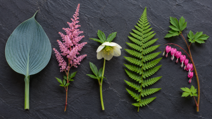 Best Shade Loving Perennial Plants