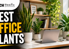 Best office plants for your workspace