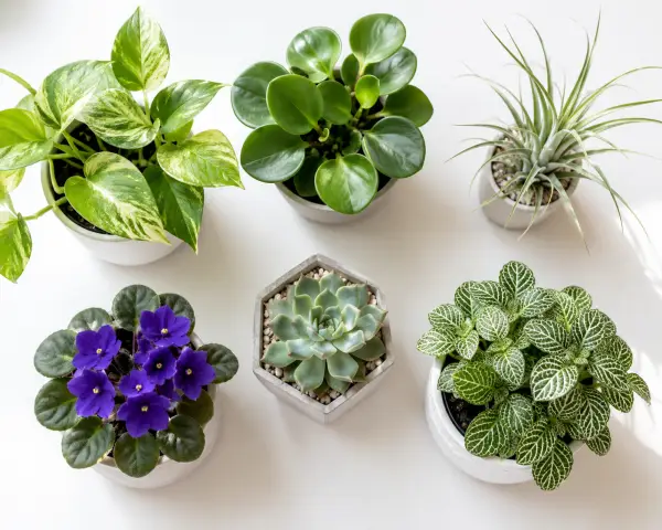 The 35 Best Office Plants That Will Perk Up Your Workspace 4 Best Office Plants by Workspace Situation