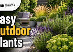 Low Maintenance Outdoor Plants