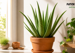 Guide to Aloe Vera Care for Home: Complete Growing, Gel & Benefits Guide