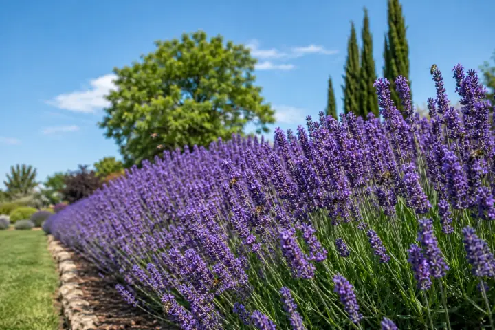 15 Hardy Outdoor Plants That Thrive All Year Round 2 Lavender field under clear blue skies