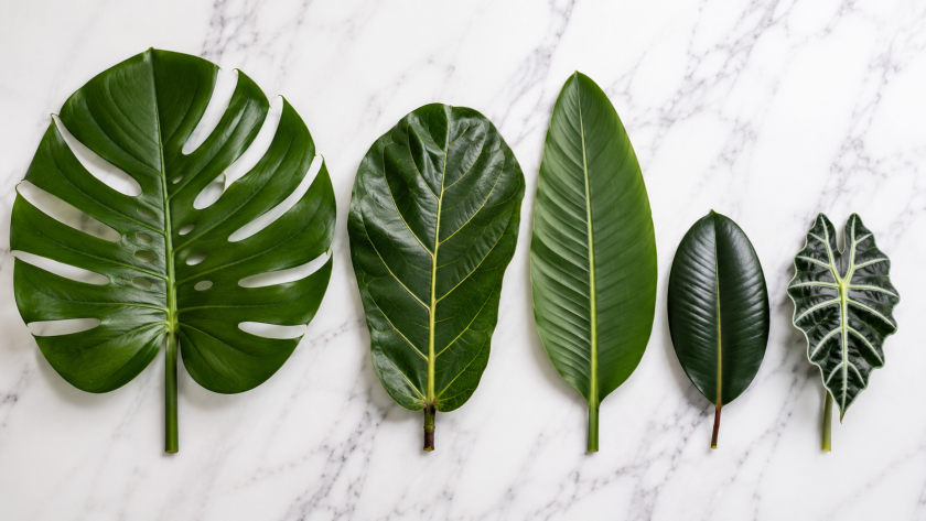 Tropical leaves on marble flat-lay