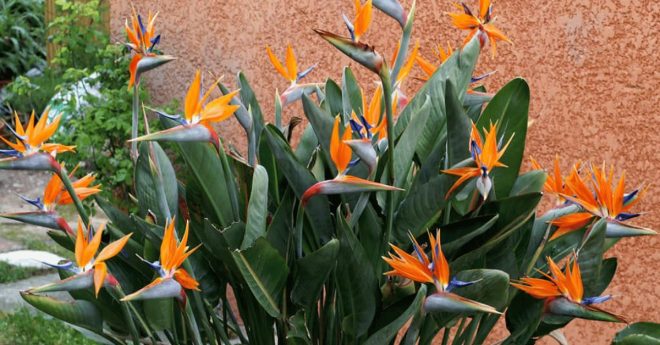 Bird Of Paradise Strelitzia Reginae 11zon