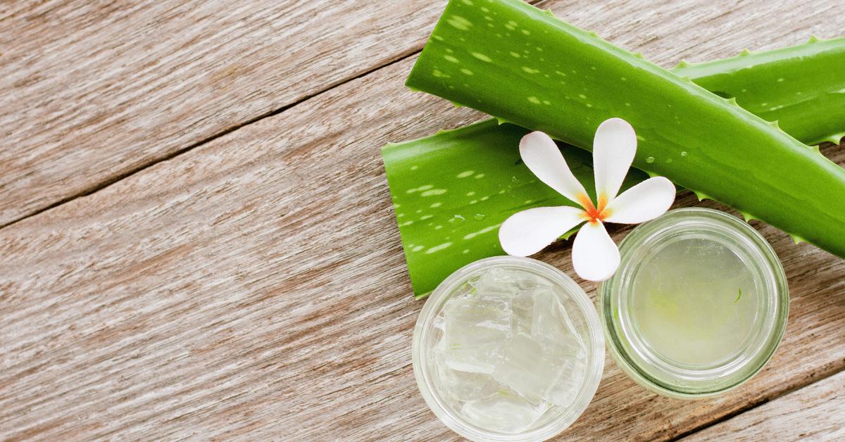 Can You Use Aloe Vera Gel From The Plant 1 11zon
