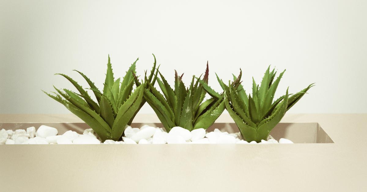 Can You Use Aloe Vera Gel From The Plant 11zon