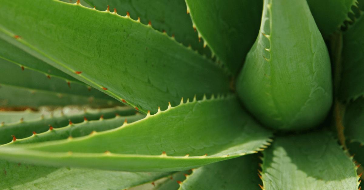 Complete Guide To Aloe Vera Care For Home And Garden 11zon