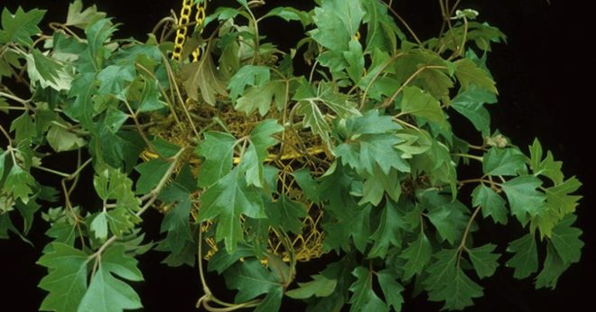 Grape Ivy Cissus Rhombifolia 11zon