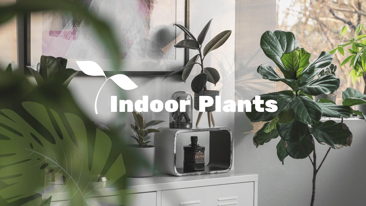 20 Oversized Indoor Plants You'll Find in Every Well-Designed Home