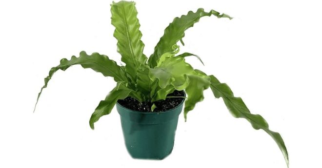Japanese Asplenium Fern 11zon