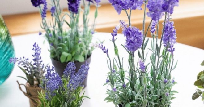 Lavender 11zon
