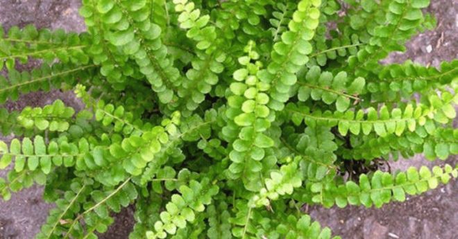Lemon Button Fern 11zon