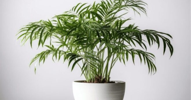 Miniature Palm Parlor Palm 11zon