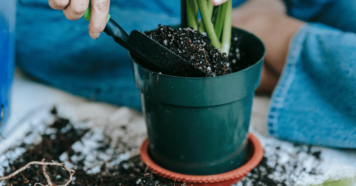 Step By Step How To Care For An Aloe Vera Plant 11zon