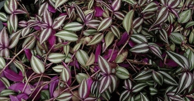 Tradescantia Zebrina 11zon