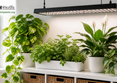 Complete Guide to Indoor Light: Brighten Your Space and Grow Healthier Plants