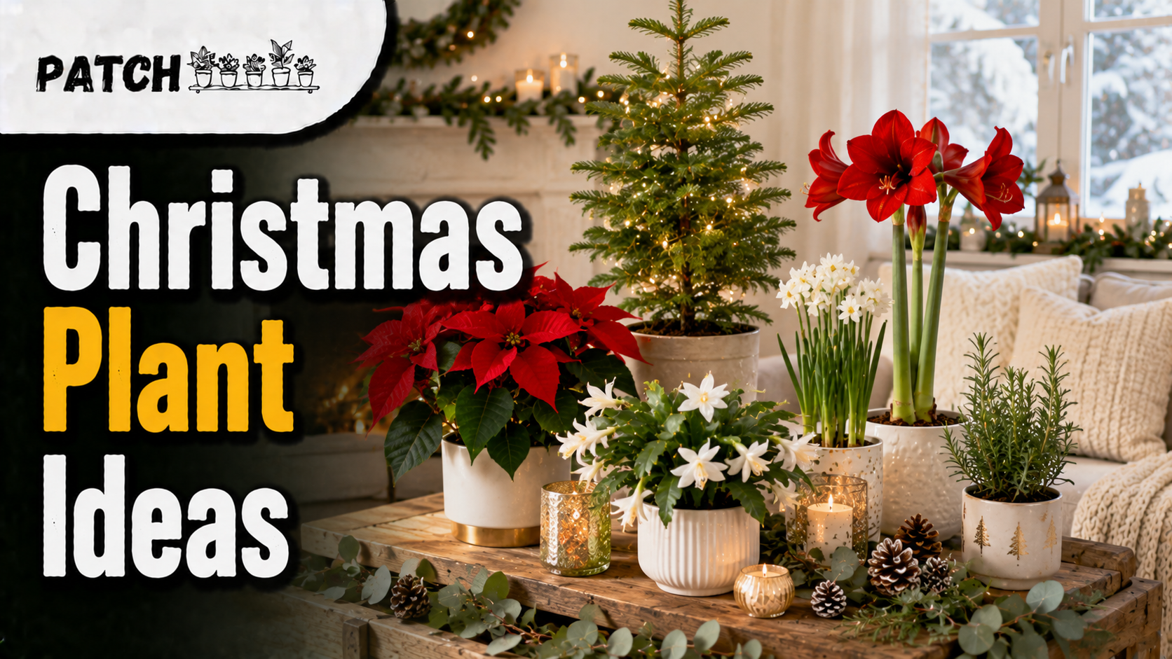 Christmas Plant: 17 Best Festive Ideas for Your Home 36 Christmas Plant: 17 Best Festive Ideas | Patch Plants