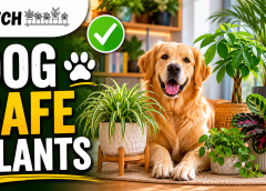 How to Make Your Plants Dog-Friendly: Safe Plants and Smart Strategies