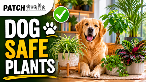 Dog Friendly Plants Safe Houseplants and Garden Plants