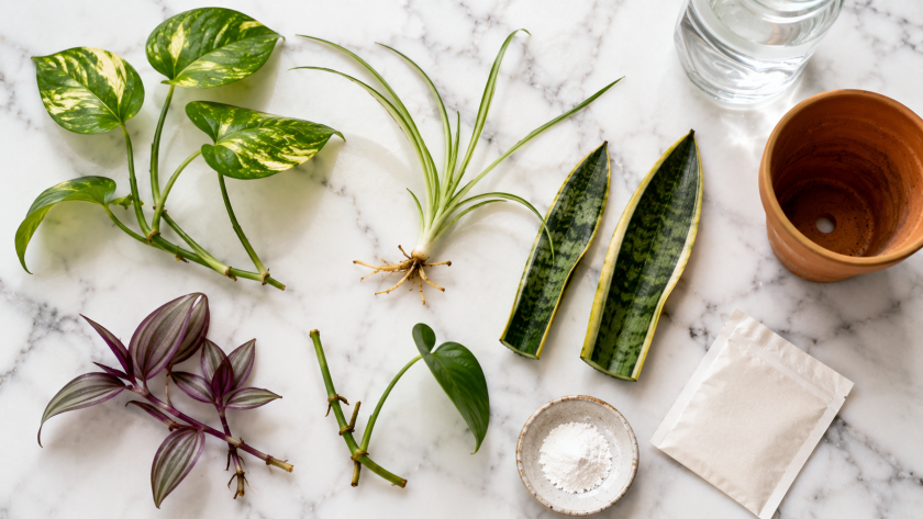 The Easiest Houseplants to Propagate