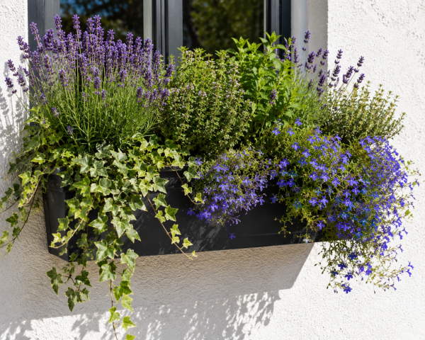 Best Plants for Small Outdoor Spaces: Balconies, Patios and More 2 Lush window box garden in sunlight