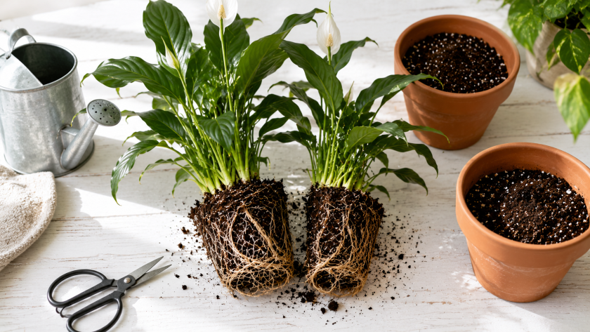 Method 4: Division — For Clumping Plants