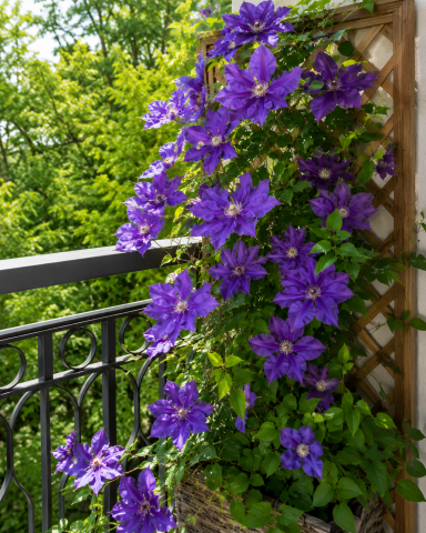 Best Plants for Small Outdoor Spaces: Balconies, Patios and More 3 Purple clematis blooms on sunny balcony