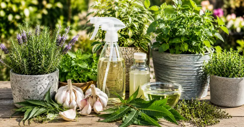 Rustic herbal garden still life