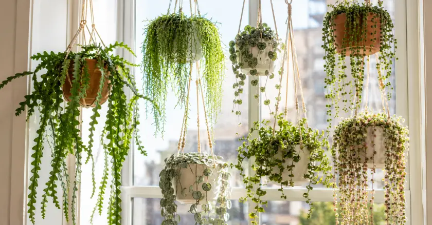 Unusual Indoor Plants: 17 Best Rare Picks 3 Sunlit indoor garden with hanging plants