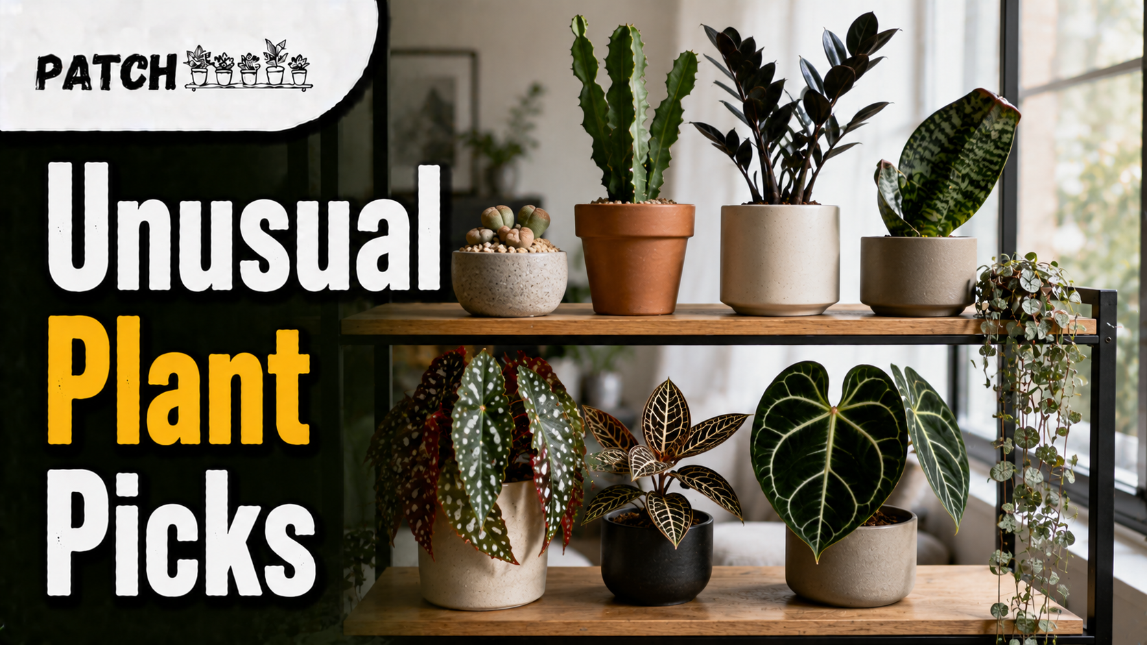 Unusual Indoor Plants: 17 Best Rare Picks | Patch Plants